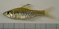 Oreichthys cosuatis