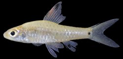 Oreichthys parvus - Click for species page
