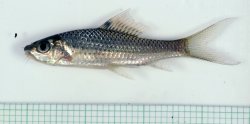Osteochilus bleekeri - Click for species page