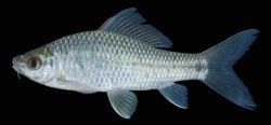 Osteochilus lini - Click for species page