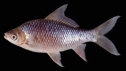 Osteochilus schlegelii - Click for species page