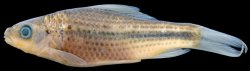 Osteochilus striatus - Click for species page
