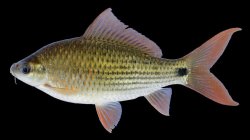 Osteochilus vittatoides - Click for species page