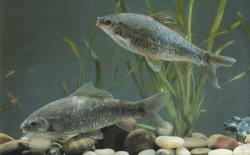 Osteochilus vittatus - Click for species page
