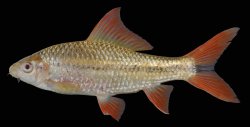 Osteochilus waandersii - Click for species page