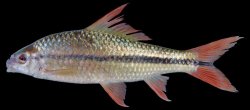 Osteochilus waandersii