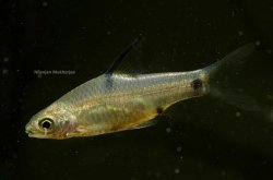Pethia guganio - Click for species page