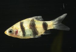 Pethia nigrofasciata