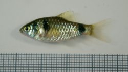 Pethia tiantian - Click for species page