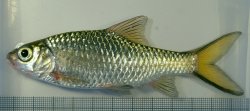 Poropuntius normani - Click for species page