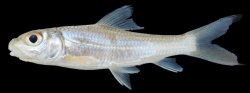 Probarbus jullieni - Click for species page