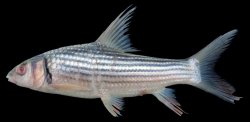 Probarbus labeamajor - Click for species page