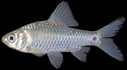 Puntius brevis - Click for species page