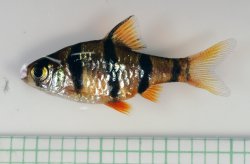 Puntius cf. hexazona - Click for species page