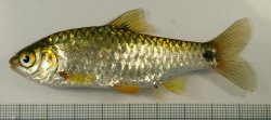 Puntius cf. sophore - Click for species page
