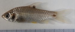 Puntius cf. sophore