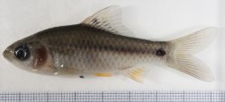 Puntius chola - Click for species page