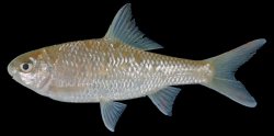Scaphiodonichthys acanthopterus - Click for species page