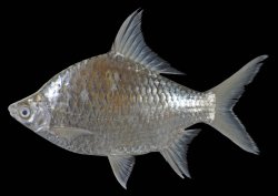 Scaphognathops bandanensis - Click for species page