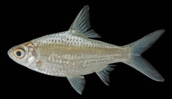 Sikukia gudgeri - Click for species page