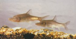 Sinocyclocheilus anophthalmus - Click for species page