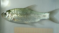 Systomus cf. sarana - Click for species page