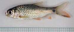 Systomus orphoides - Click for species page