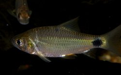 Systomus sarana - Click for species page