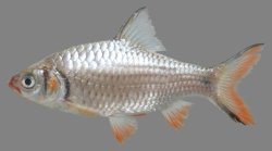 Systomus sewelli - Click for species page