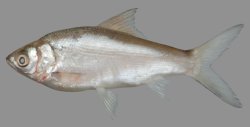 Thynnichthys thynnoides - Click for species page