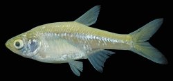 Amblypharyngodon chulabhornae - Click for species page