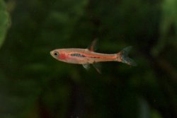 Boraras brigittae - Click for species page