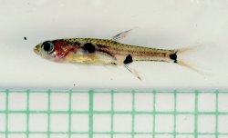 Boraras maculatus - Click for species page