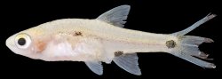 Boraras micros - Click for species page