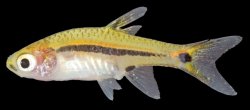 Boraras urophthalmoides