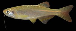 Danio absconditus - Click for species page