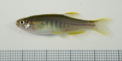 Danio aff. choprae