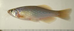 Danio aff. dangila - Click for species page