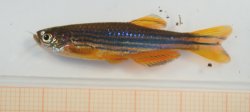 Danio aff. kyathit - Click for species page