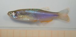 Danio albolineatus - Click for species page