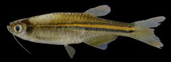 Danio albolineatus