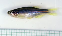 Danio cf. kerri - Click for species page