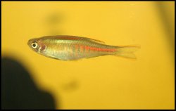 Danio choprae - Click for species page