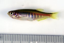 Danio choprae