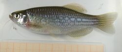 Danio dangila - Click for species page