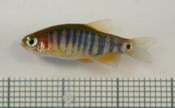 Danio erythromicron - Click for species page