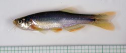 Danio feegradei - Click for species page