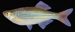 Danio kerri - Click for species page