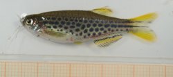 Danio kyathit - Click for species page