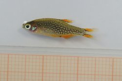 Danio margaritatus - Click for species page